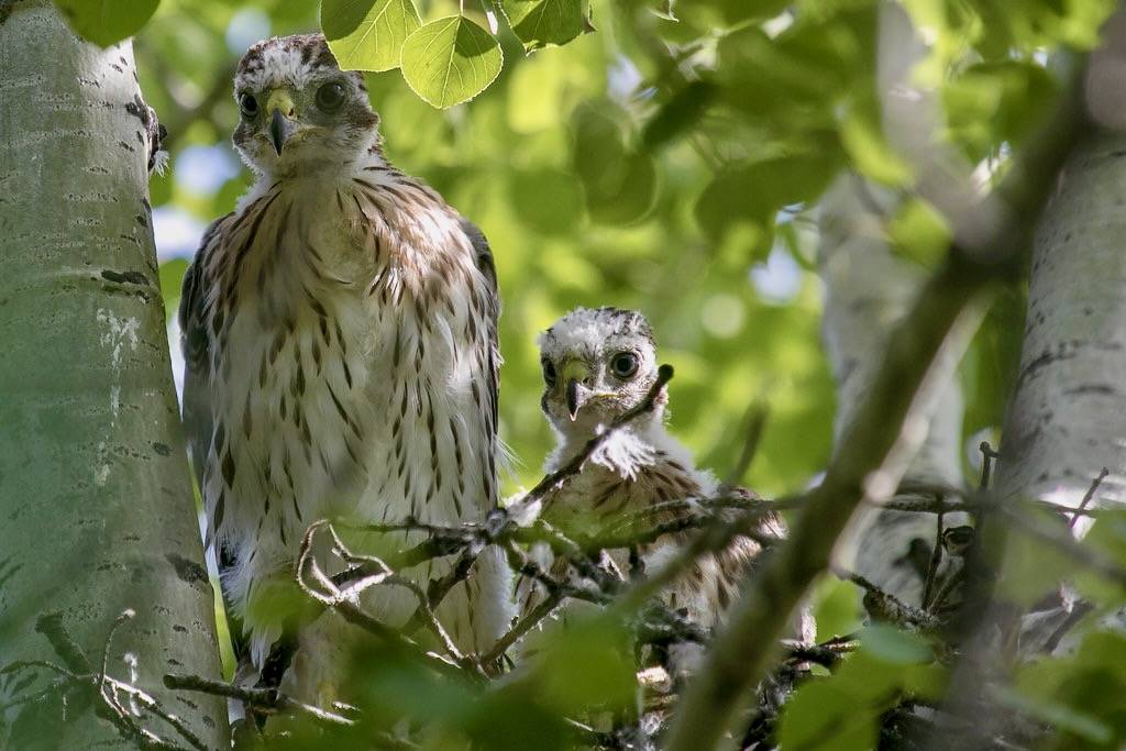 Cooper's hawk (Accipiter cooperii) by octothorpe enthusiast is licensed under CC BY-NC-SA 2.0